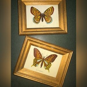 Vintage Le P Machaon Butterfly Framed Prints